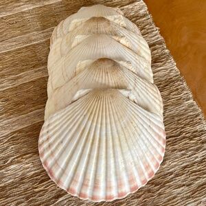 12 Authentic Vintage Scallop Shells